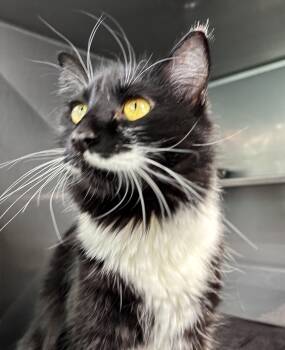 Domestic Long Hair Cats Available for Adoption - Celeste  | PetCurious