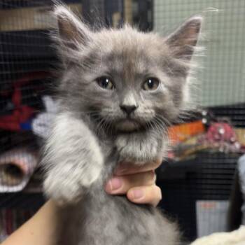 Matata C11460 -  Domestic Medium Hair Cat for Adoption - Matata C11460 | PetCurious