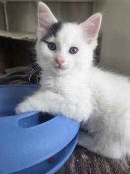 Thimble -  Domestic Short Hair Cat for Adoption in Westland, Michigan - Thimble | PetCurious