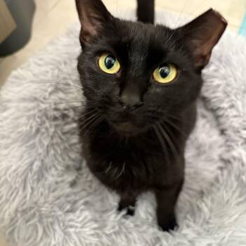 Rescue Bombay Cats for Adoption in Fresno, California - Amore | PetCurious