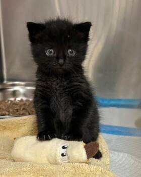Boingo -  Domestic Short Hair Cat Available for Adoption in Hamilton Township, New Jersey - Boingo | PetCurious
