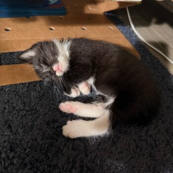 Jasper -  Domestic Short Hair Cat for Adoption in Philadelphia, Pennsylvania - Jasper | PetCurious