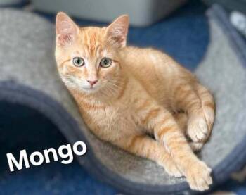Rescue Domestic Short Hair Cats for Adoption in Stafford, Virginia - Mongo The Mighty | PetCurious