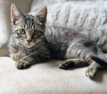 Echo - Sweet and affectionate -  Domestic Short Hair Cat for Adoption in Muskego, Wisconsin - Echo - Sweet And Affectionate | PetCurious