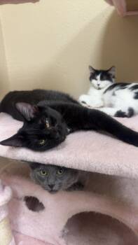 Pepper Katze -  Domestic Short Hair Cat for Adoption in Chandler, Arizona - Pepper Katze | PetCurious
