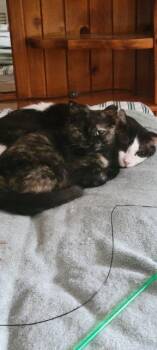 Natasha -  Domestic Short Hair Cat Available for Adoption in Pawtucket, Rhode Island - Natasha | PetCurious