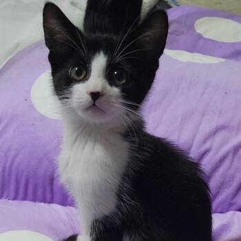 BOWIE -  Domestic Short Hair Cat for Adoption in Sandy Springs, Georgia - BOWIE | PetCurious