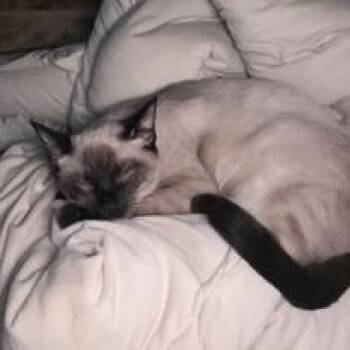 Persephone -  Siamese Cat for Adoption in Liverpool, Texas - Persephone | PetCurious