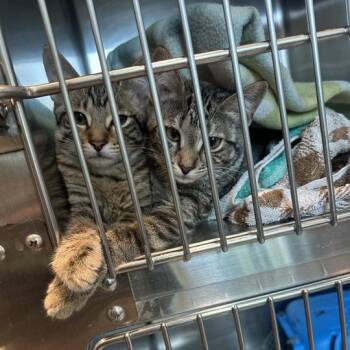 Joyful -  Domestic Short Hair Cat for Adoption in Matteson, Illinois - Joyful | PetCurious