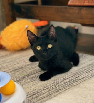 Rescue Domestic Short Hair Cats for Adoption in Rockaway, New Jersey - Harper KITTEN | PetCurious