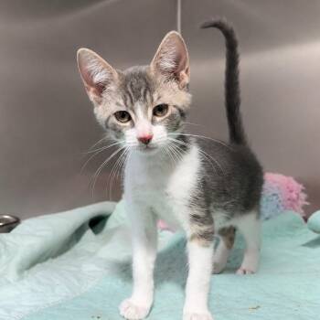 Go Fish -  Domestic Short Hair Cat for Adoption in Wappingers Falls, New York - Go Fish | PetCurious