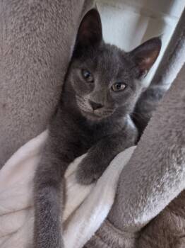 Rescue Domestic Short Hair Cats for Adoption in Hamilton, Ohio - Lia | PetCurious