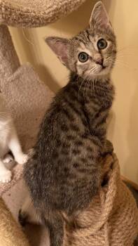 Kyle -  Domestic Short Hair Cat for Adoption in East Hanover, New Jersey - Kyle | PetCurious