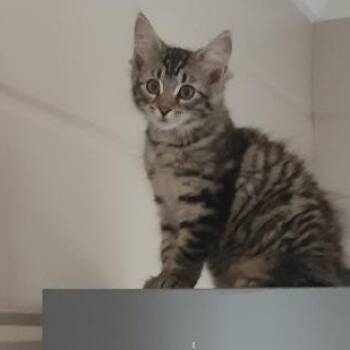 Jaya -  Domestic Medium Hair Cat for Adoption in Garden City, Michigan - Jaya | PetCurious