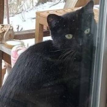 Domestic Short Hair Cats Available for Adoption - Spider | PetCurious