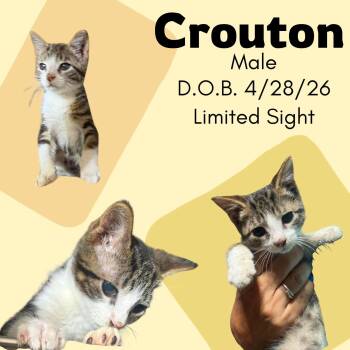 Crouton -  Domestic Short Hair Cat for Adoption in Caldwell, Texas - Crouton | PetCurious