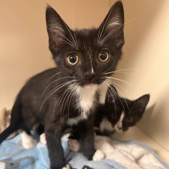Tree -  Domestic Short Hair Cat for Adoption in South Elgin, Illinois - Tree | PetCurious