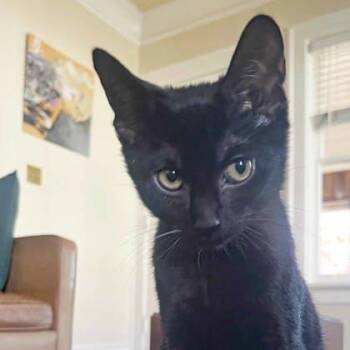 Rescue Domestic Short Hair Cats for Adoption in Atlanta, Georgia - Mr. Midnight | PetCurious
