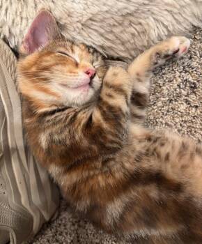 Domestic Short Hair Cats Available for Adoption - Holly | PetCurious