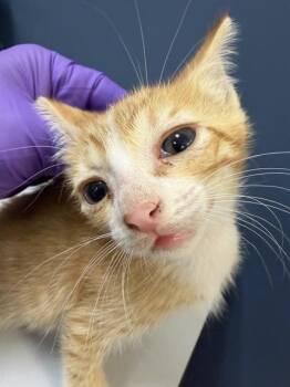 SIR PURR -  Domestic Short Hair Cat Available for Adoption in Doral, Florida - SIR PURR | PetCurious