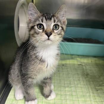 Mesu -  Domestic Short Hair Cat for Adoption in Crookston, Minnesota - Mesu | PetCurious