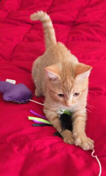 Rescue Domestic Short Hair Cats for Adoption in Oviedo, Florida - Lyra | PetCurious