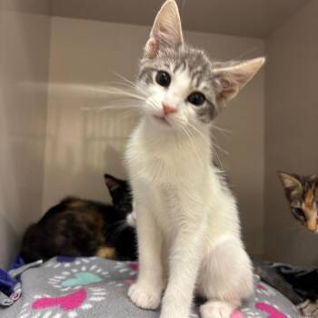 Liv -  Domestic Short Hair Cat for Adoption in Redwood City, California - Liv | PetCurious