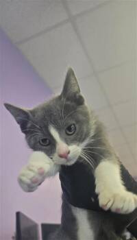 61089072 -  Domestic Medium Hair Cat for Adoption in El Paso, Texas - 61089072 | PetCurious