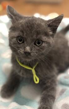 Magnus -  Russian Blue Cat for Adoption in Hoffman Estates, Illinois - Magnus | PetCurious