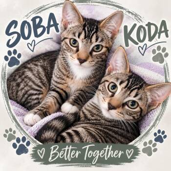 SOBA & KODA -  Domestic Short Hair and Tabby Cat for Adoption in Lakesite, Tennessee - SOBA & KODA | PetCurious