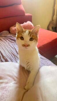 Nika -  Domestic Short Hair Cat for Adoption in Lunenburg, Massachusetts - Nika | PetCurious