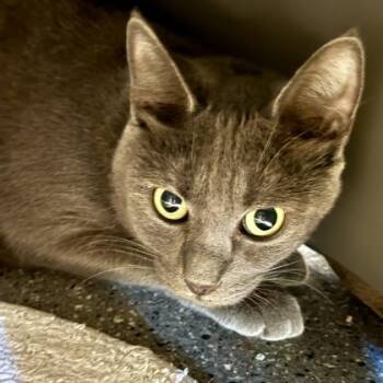 Rescue Domestic Short Hair Cats for Adoption in Lansing, Michigan - Jolie | PetCurious
