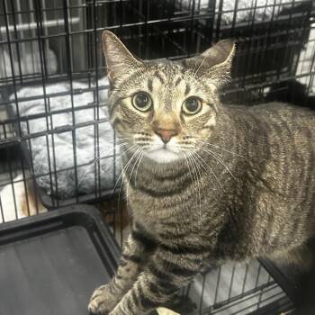 Domestic Short Hair Cats Available for Adoption - Kelly | PetCurious