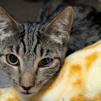 Sandy -  Domestic Short Hair Cat for Adoption in Titusville, Florida - Sandy | PetCurious