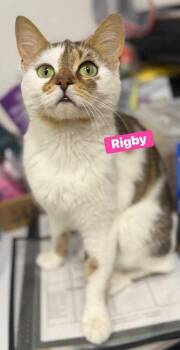 Rigby -  Domestic Short Hair Cat Available for Adoption in Jessup, Maryland - Rigby | PetCurious