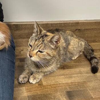 Gaia -  Domestic Short Hair Cat for Adoption in Monroe, Michigan - Gaia | PetCurious