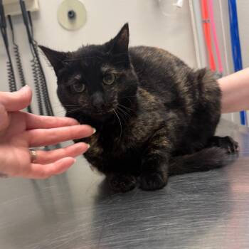 Domestic Short Hair Cats Available for Adoption in Great Falls, Montana - Peppie | PetCurious