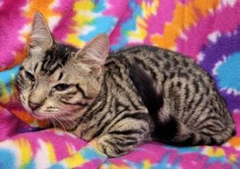 Domestic Short Hair Cats Available for Adoption - Sooty | PetCurious