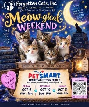Brandywine PS Cat Adoption Event, Oct. 9-11 -  Domestic Short Hair Cat for Adoption in Greenville, Delaware - Brandywine PS Cat Adoption Event, Oct. 9-11 | PetCurious