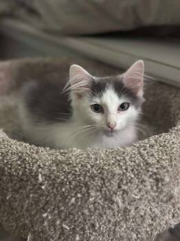 Rescue Domestic Long Hair Cats for Adoption in Warner Robins, Georgia - Winter | PetCurious