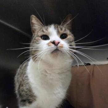 Alice -  Domestic Short Hair Cat for Adoption in Kennebunk, Maine - Alice | PetCurious
