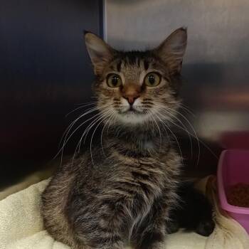April -  Domestic Short Hair Cat for Adoption in Lake Jackson, Texas - April | PetCurious
