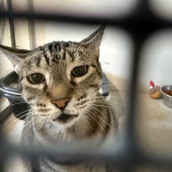Addie -  Domestic Short Hair Cat for Adoption in Marana, Arizona - Addie | PetCurious