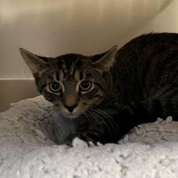 Selkie -  Domestic Short Hair Cat for Adoption in North Haven, Connecticut - Selkie | PetCurious