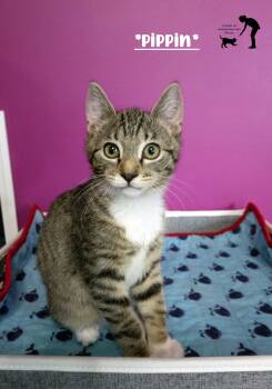 Pippin -  Domestic Short Hair Cat for Adoption in Centerville, Utah - Pippin | PetCurious