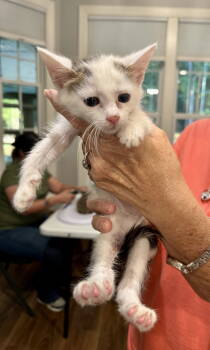 Rescue Domestic Short Hair Cats for Adoption in Camden, South Carolina - Ben Catfleck (Available For Pre-adoption) | PetCurious