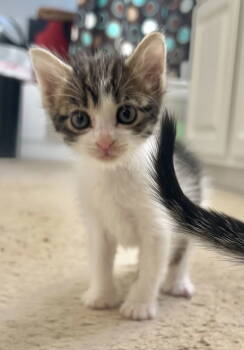 Rescue Domestic Short Hair Cats for Adoption in Mckinney, Texas - Cinnamon | PetCurious