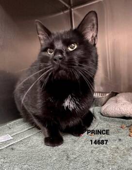 Rescue Domestic Short Hair Cats for Adoption in Marietta, Georgia - PRINCE | PetCurious