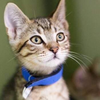 Petri Dish -  Domestic Short Hair Cat for Adoption in Hot Springs, Arkansas - Petri Dish | PetCurious