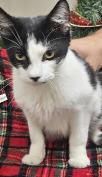 Rescue Domestic Short Hair Cats for Adoption in Bluffton, Indiana - Oreo 2.0 | PetCurious